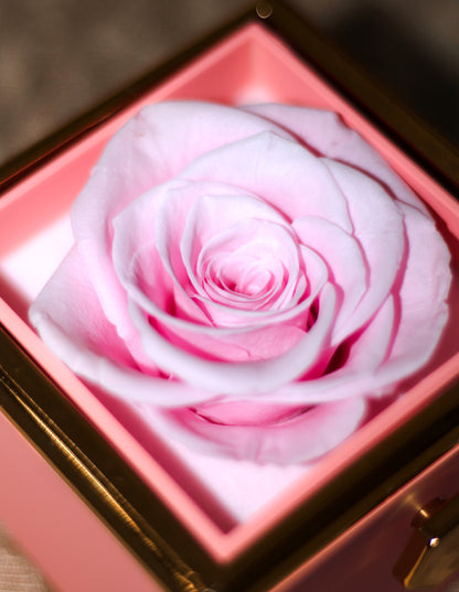 Pink Eternal Rose Gift